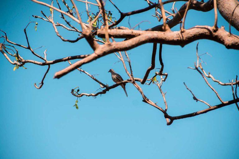 fotografia paisaje fauna y flora medellin (25)