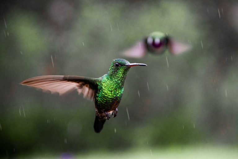 fotografia paisaje fauna y flora medellin (35)